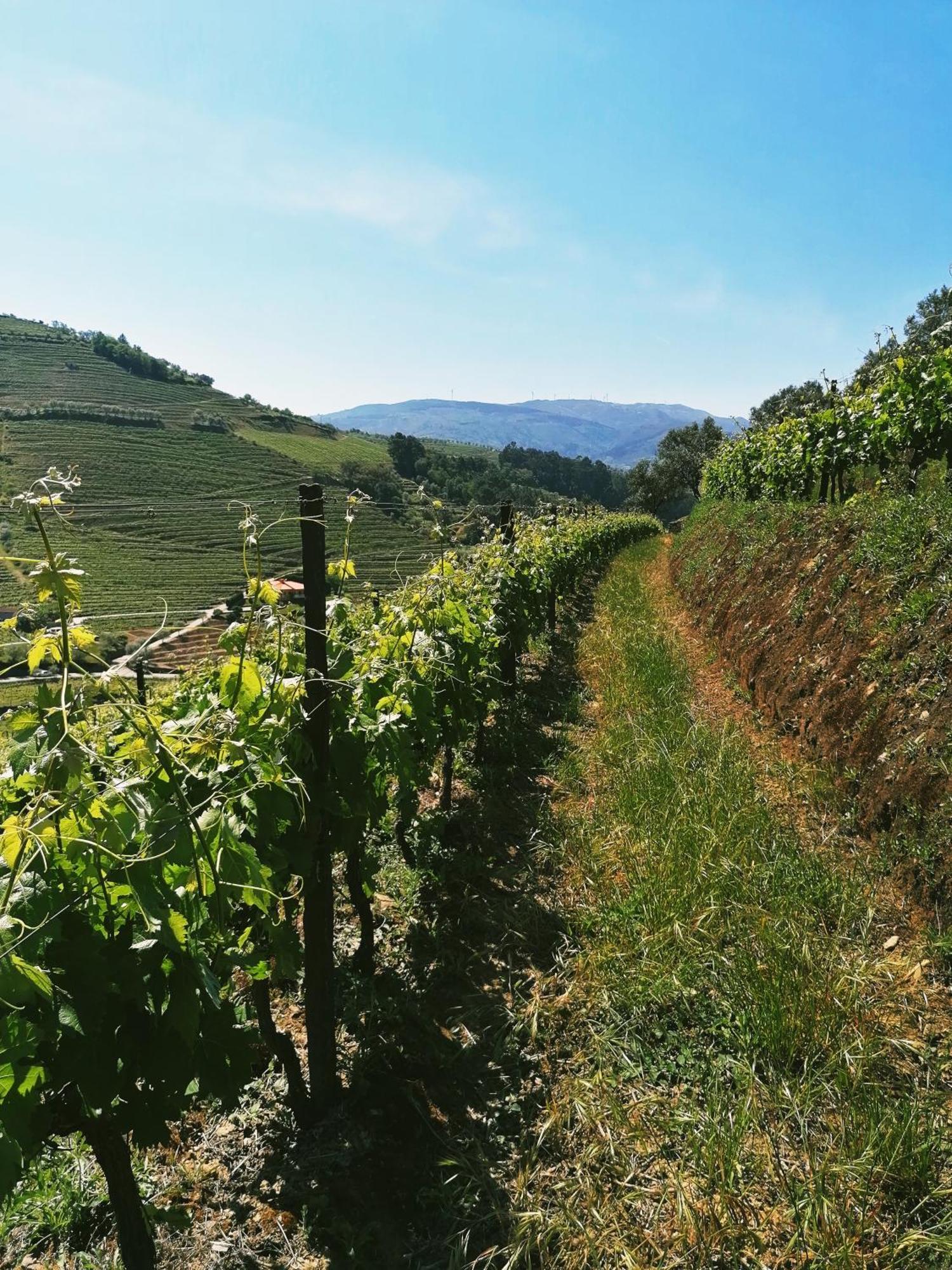 Quinta De Baixo Villa Vila Marim Eksteriør billede